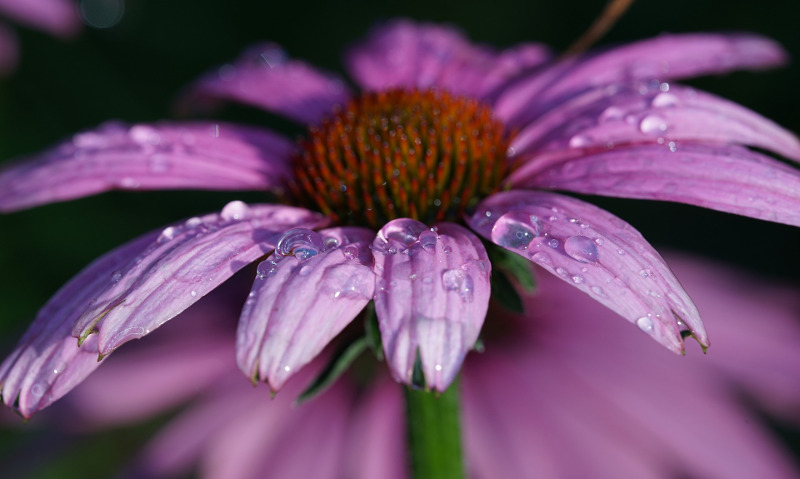 coneflower-bloom-with-water-on-it.jpg