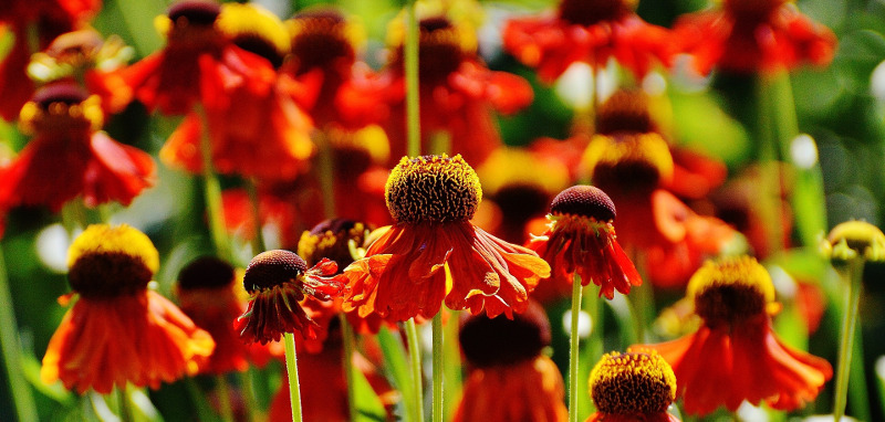 coneflower-plants-covered-in-blooms.jpg