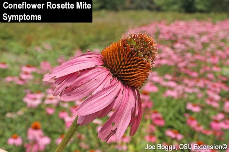 coneflower-rosette-mite-symptoms.jpg