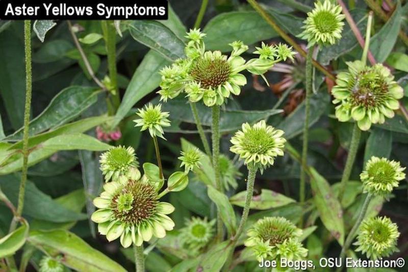 coneflower-with-aster-yellows-symptoms.jpg