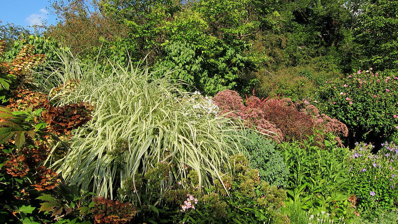 conservatory-garden-with-hydrangea-quercifolia-miscanthus-sinensis-variegatus-eutrochium-purpureum-joe-pye-weed-hibiscus-syriacus-cv-rose-of-sharon-and-platycodon-grandiflorus.jpg