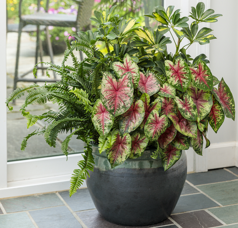 container-combination-of-annuals-indoors.jpg