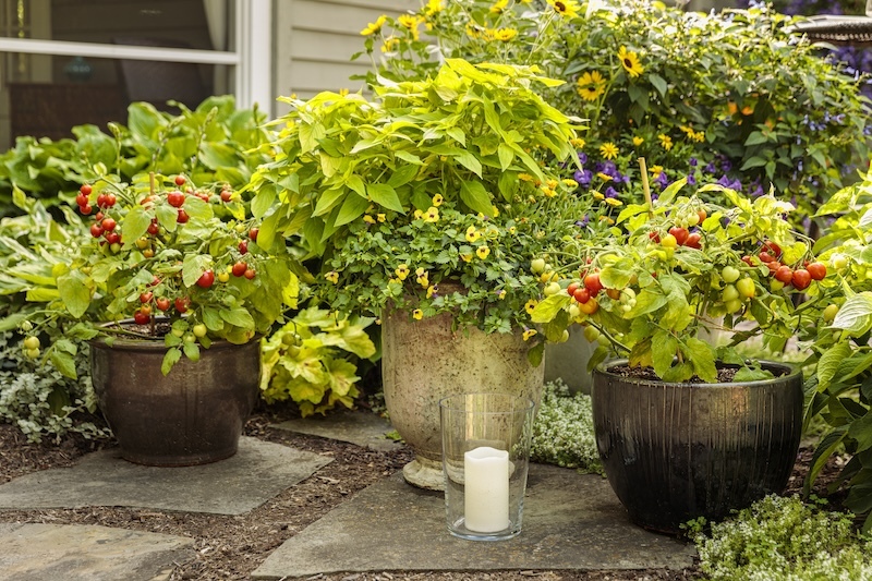 container garden planted with tempting tomatoes, pineapple sage, sunflower, creeping zinnia, and wishbone flower