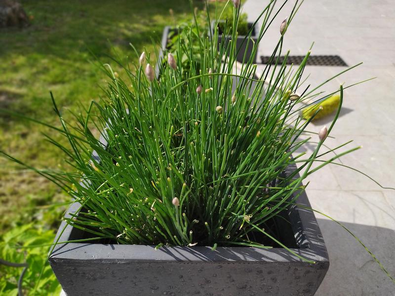 container-of-chives.jpg