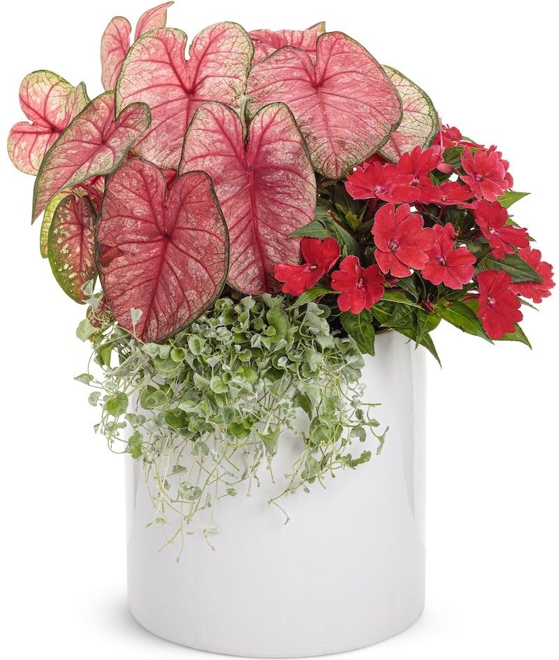 container-of-sunpatiens-compact-fire-red-planted-with-silver-falls-dichondra-and-heart-to-heart-radiance-caladium.jpg