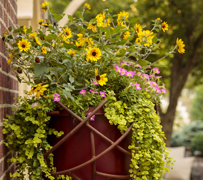 container-on-decorative-stand-with-suncredible-saturn-sunflowers-creeping-jenny-and-petunias.jpg