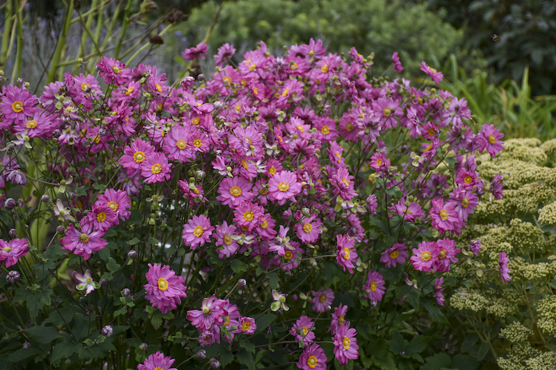 contrasting-textures-with-pink-anemone-planting.jpg