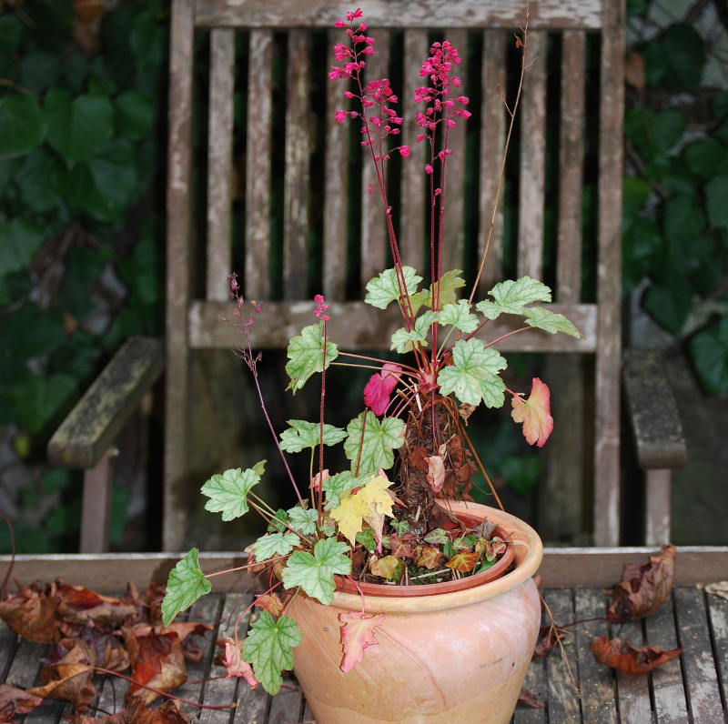 coral bells in containers