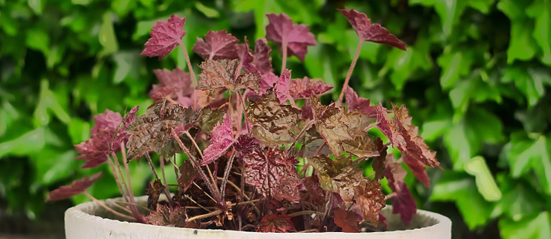 coral-bells-planted-in-container.jpg