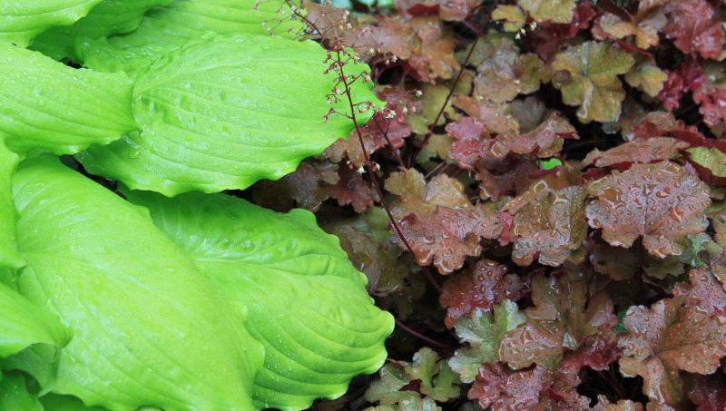 coral-bells-planted-next-to-hostas.jpg