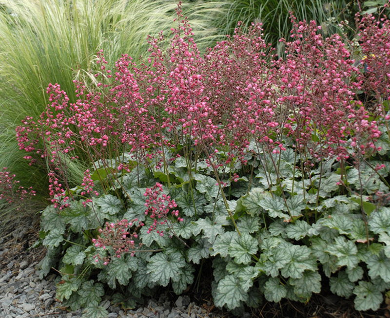 Silver bells, Evergreen, Ornamental, Fragrant