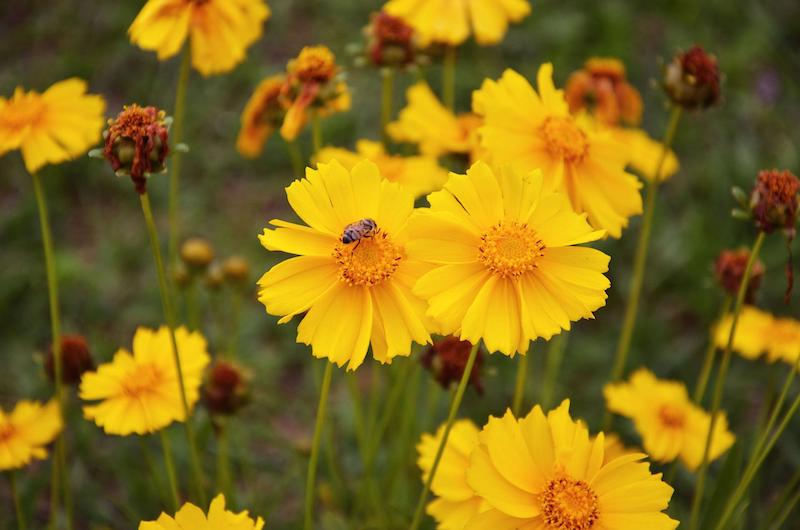 coreopsis-blooms-and-spent-flower-heads.jpg