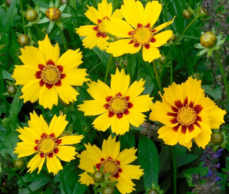 coreopsis-freshly-blooming.jpg