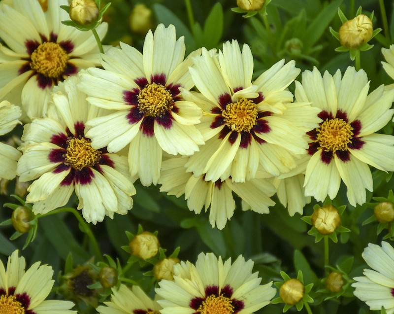 coreopsis-uptick-blooms.jpg