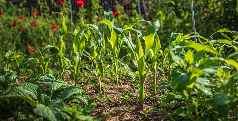corn-growing-with-beets-in-the-garden.jpg
