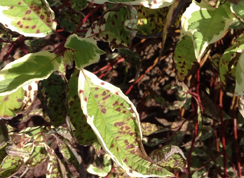 cornus-alba-bailhalo-tartarian-dogwood-with-septoria-leaf-spot.jpg