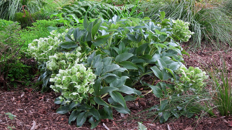 corsican-hellebore-planted-with-ferns-and-grasses.jpg