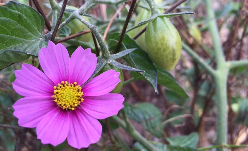 cosmos-plants-can-look-a-little-wild.jpg