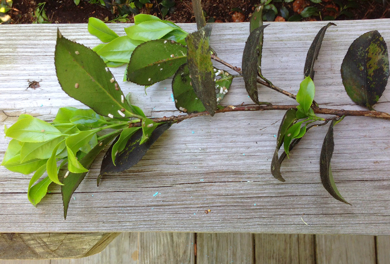 The Plant Doctor: Control tea scale on camellias with spray