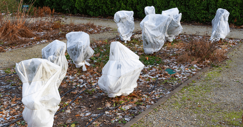 covering-shrubs-with-protective-fabric.png