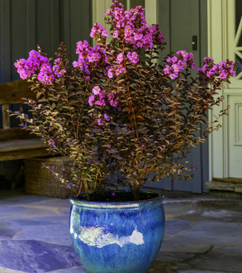 crape-myrtle-shrub-growing-in-planter.jpg