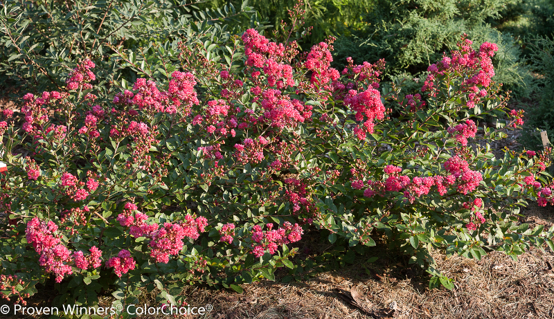 crape-myrtle-shrubs-with-mulch.jpg