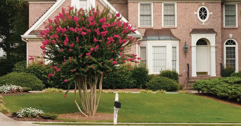 crape-myrtle-used-as-a-specimen-plant-in-front-of-the-house.jpg