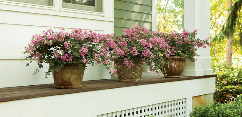 crape-myrtles-in-front-porch-planters.jpg