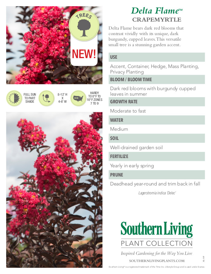 Delta Flame Crape Myrtle Plant Facts