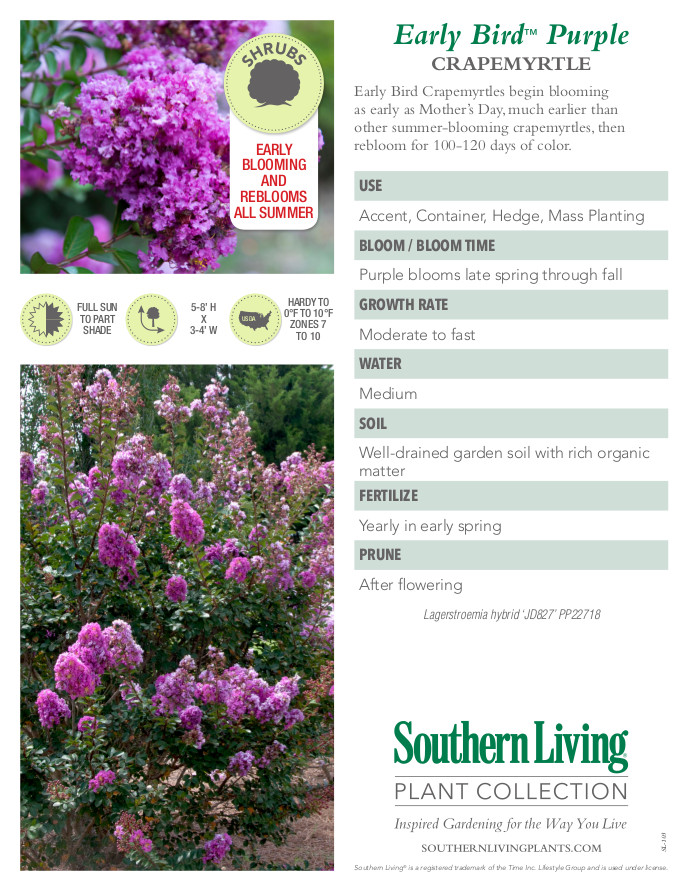 Early Bird Purple Crape Myrtle Plant Facts