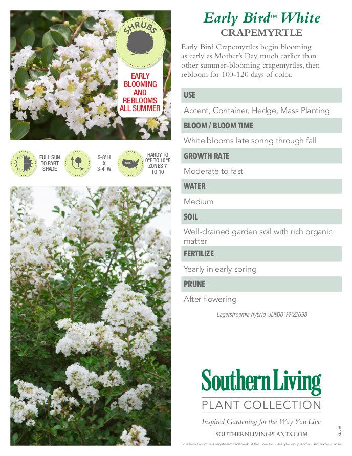 Early Bird White Crape Myrtle Plant Facts