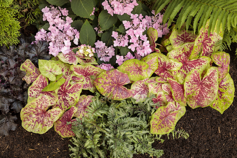 crested-surf-japanese-painted-fern-coral-bells-and-tuff-stuff-ah-ha-hydrangea.jpg