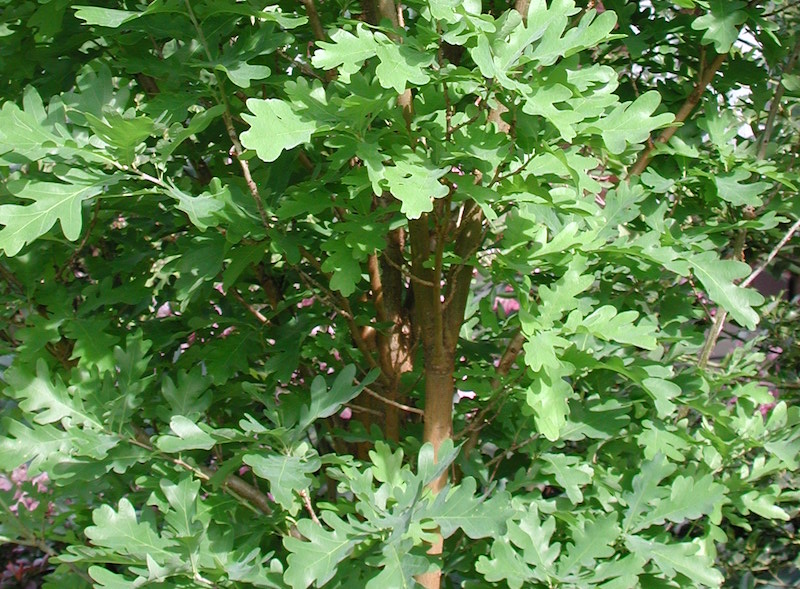 crimson-spire-oak-shape-and-foliage.jpg