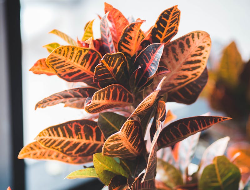 croton-in-bright-indirect-light-from-window.jpg