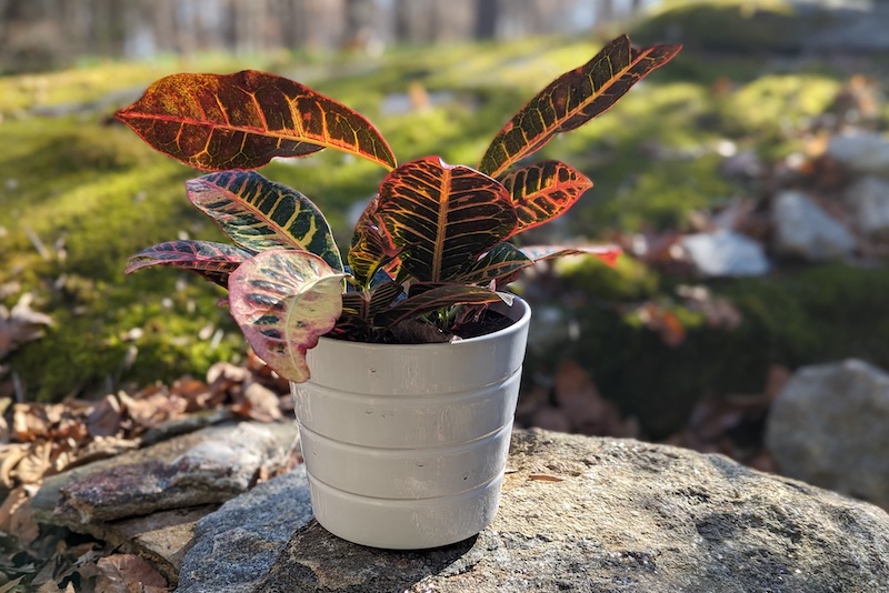 croton-sitting-on-a-rock-outdoors.jpg