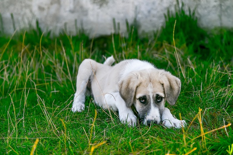 crouching-dog.jpg