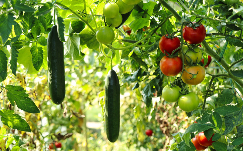 cucumbers-and-tomatoes-growing-together.jpg