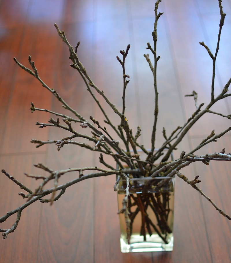 cut-branches-in-vase.jpg