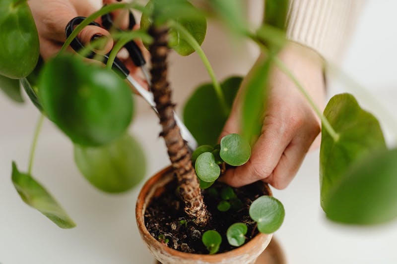 cutting-a-pilea-offshoot-with-scissors.jpg