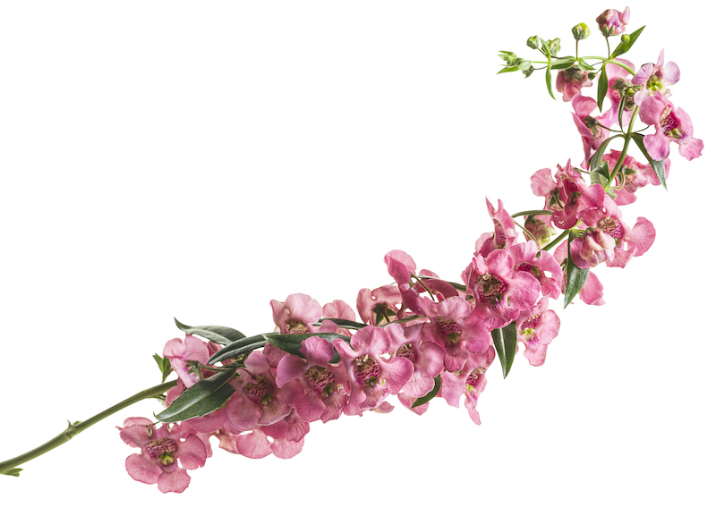 cutting-angelonia-angelface-cascade-pink.jpg