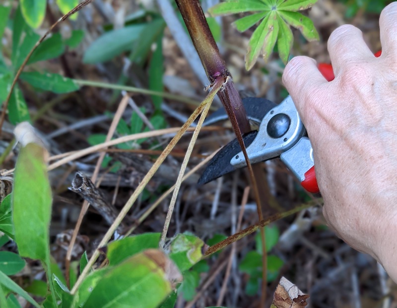 cutting-back-dried-lupine-stem.jpg