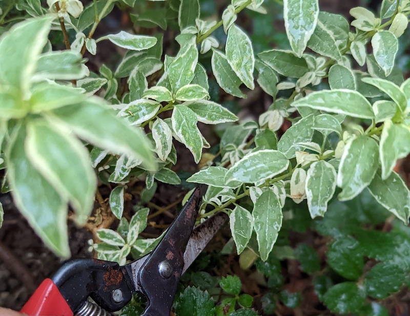 cutting-back-hardy-fuchsia-to-help-it-bloom.jpg