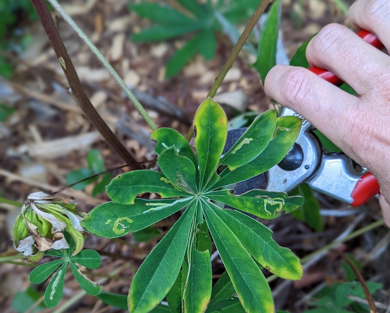 Pruning Lupine Flowers for Health and Aesthetics