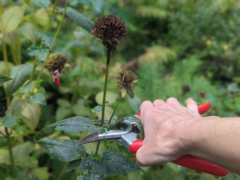 cutting-back-spent-bee-balm-flowers-in-september.jpg