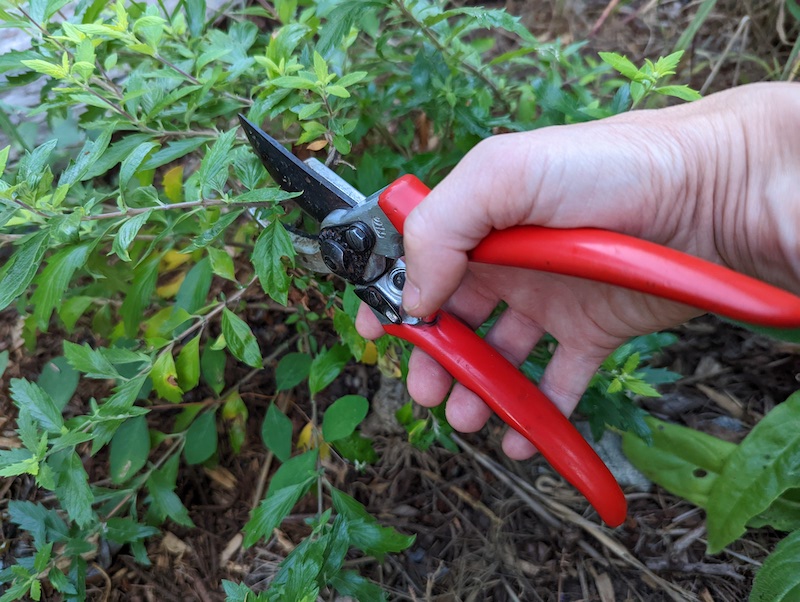 cutting-caryopteris-branch.jpg