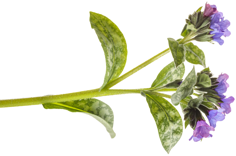 cutting-of-pulmonaria-spot-on-bloom-stems.jpg