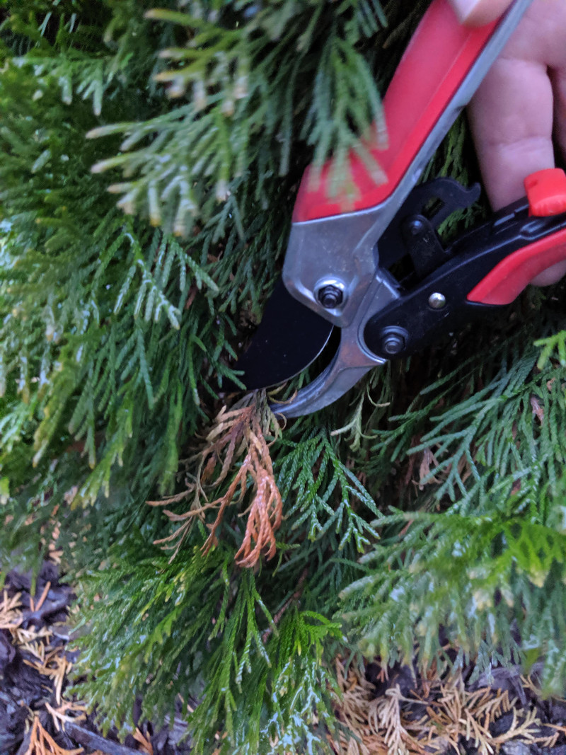 Pruning Arborvitae | PlantAddicts.com