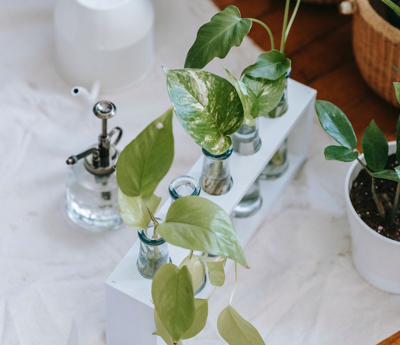 cuttings-of-pothos-in-water-vases.jpg