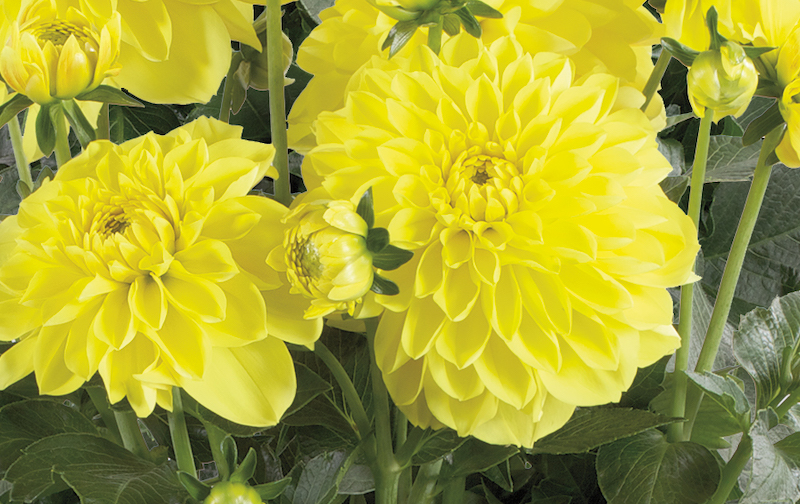 dahlia-sonora-yellow-flowers.jpg