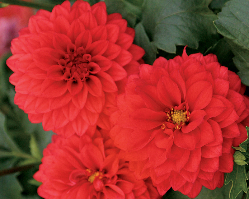 dalina-grande-topia-red-dahlia-flowers.jpg